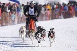 Lenk 2013